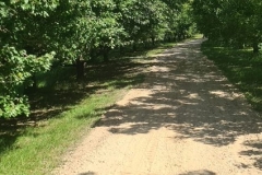 10 Driveway trim up in Wyee